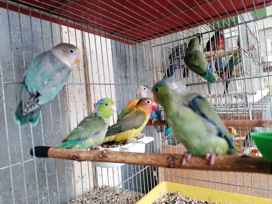 Различни видове папагали канари