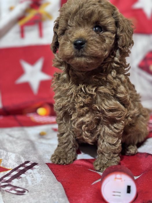 Пудел  Той  Пудел