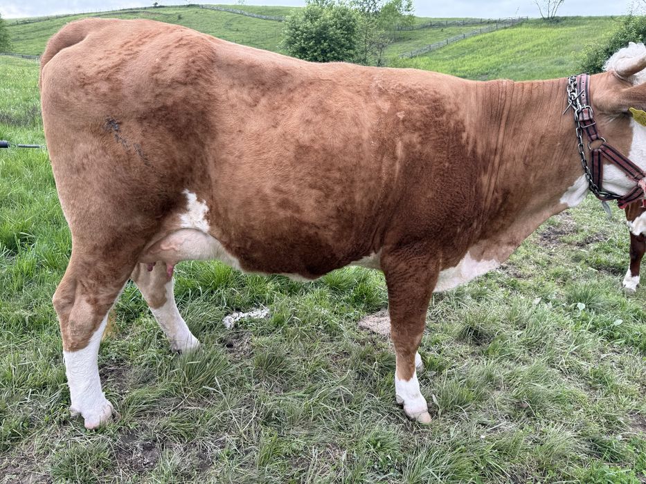 Vaca la prima fatare