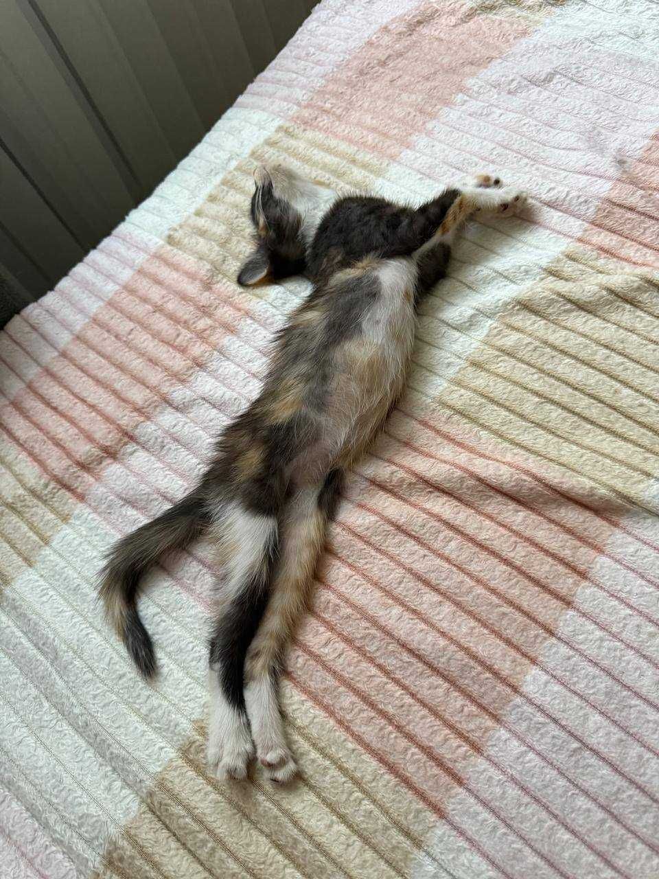 Отдадим роскошную кошечку в добрые руки