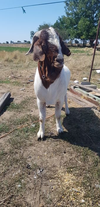 Țap si capră Boer
