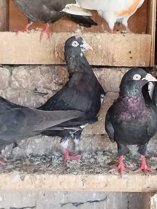 Пазарджишки гълъби