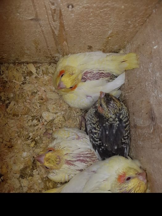 Vand papagali Nimfa.