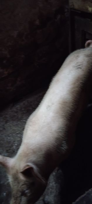 Прасе на 8 месеца