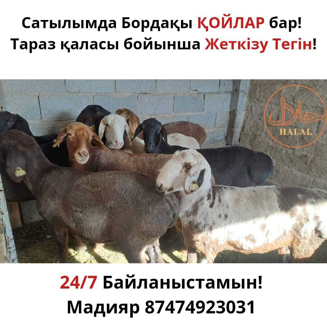 Семіз Бордақы Қойлар Сек Тоқты Баран Токты ДОСТАВКА 24/7!  Каспий РЕД