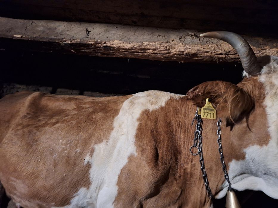 Vacă cu lapte  de vânzare