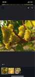 Vand struguri de vin productie 2025