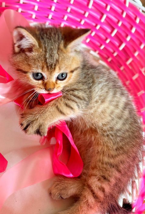 Кошка порда шиншилла