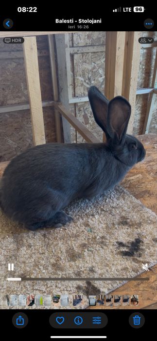 Vând urias german albastru