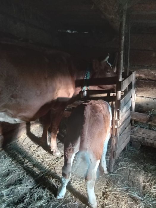 Vand vaca de 6 ani cu vitel