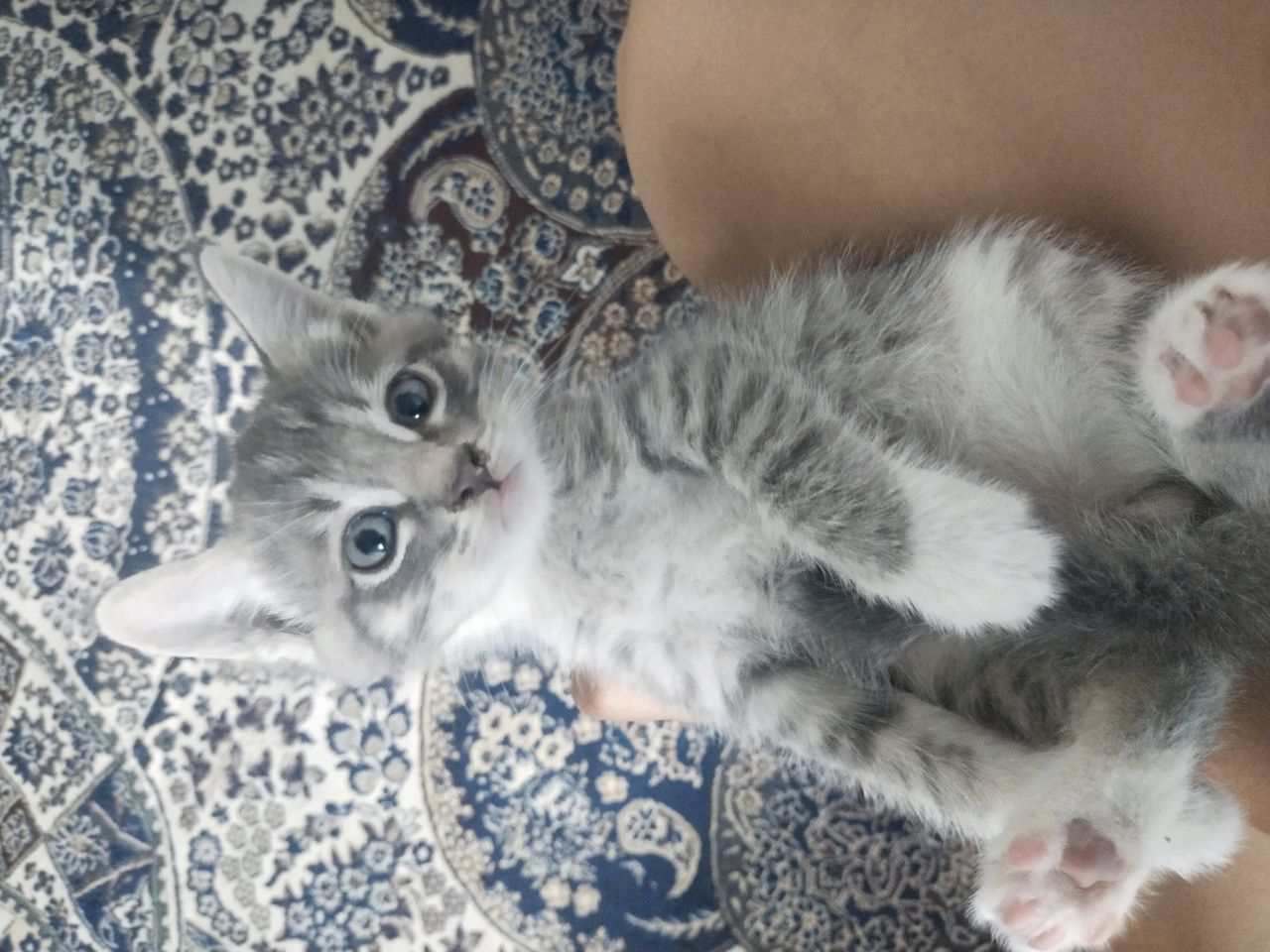 Котята котята котята