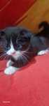 Pisoi british/scottish fold