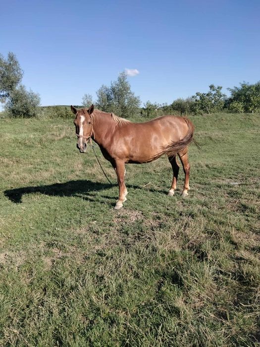 Vând iapa bună de pus la poveri