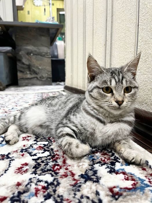 Yoshi 4oylik latoka ozi boradi odam bilan uhlashni yaxshi koradi