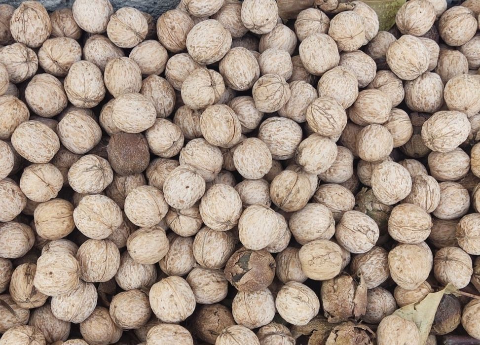 Грецкий орех с Текели, очень вкусные.