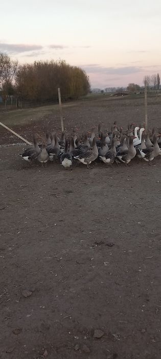 Gaste de vânzare tinere