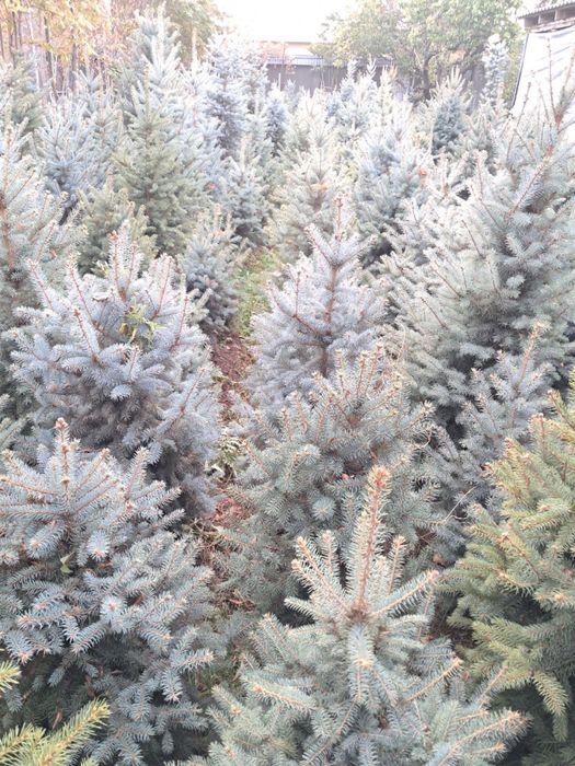 Archa goluboy, serebrestiy Ель голубая - chiroy sifat narx uygunligi