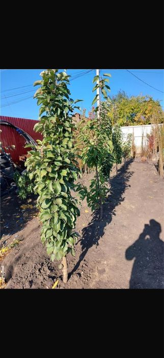 Pomi fructiferi columnari - OFERTA 10+1 GRATIS