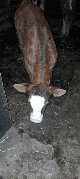 Vând vițea bălțată românească