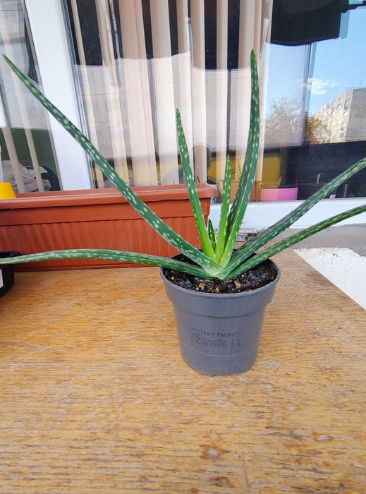 Продава Алое Вера - Лечебно  10 лв.