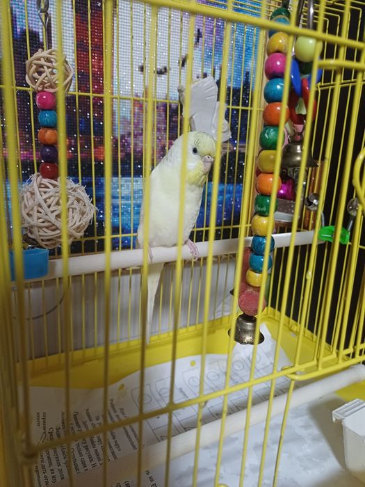 Продам попугайчика