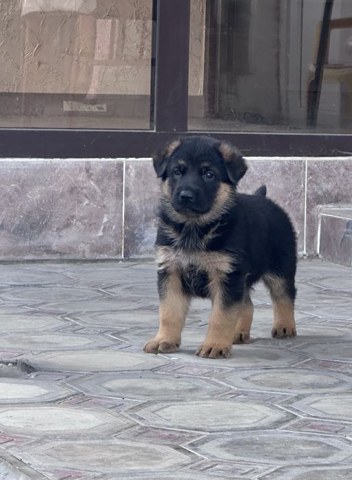 Немецкие овчарки