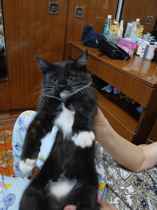Отдам котят в хорошие, добрые руки.2серые и один черный. Игручие,актив