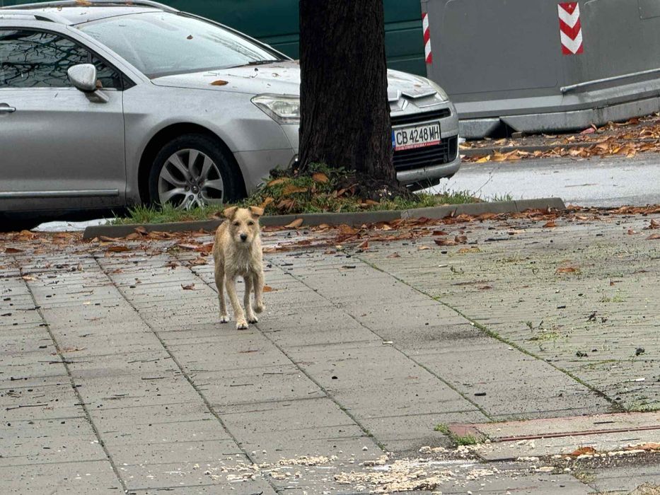 Малки кученца на около месец