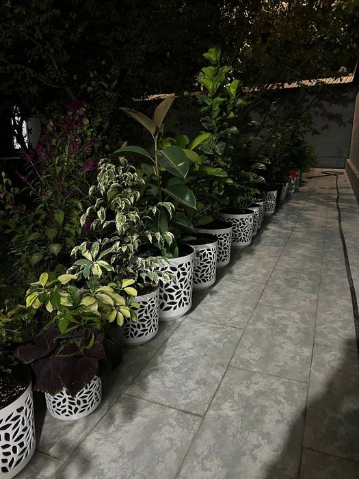 Цветы офисные для вашего интерьера