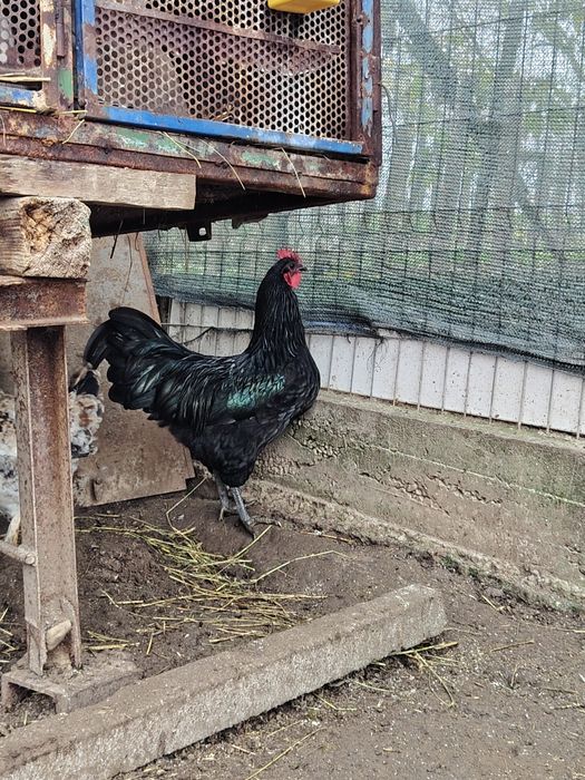 Vând cocos australorp negru