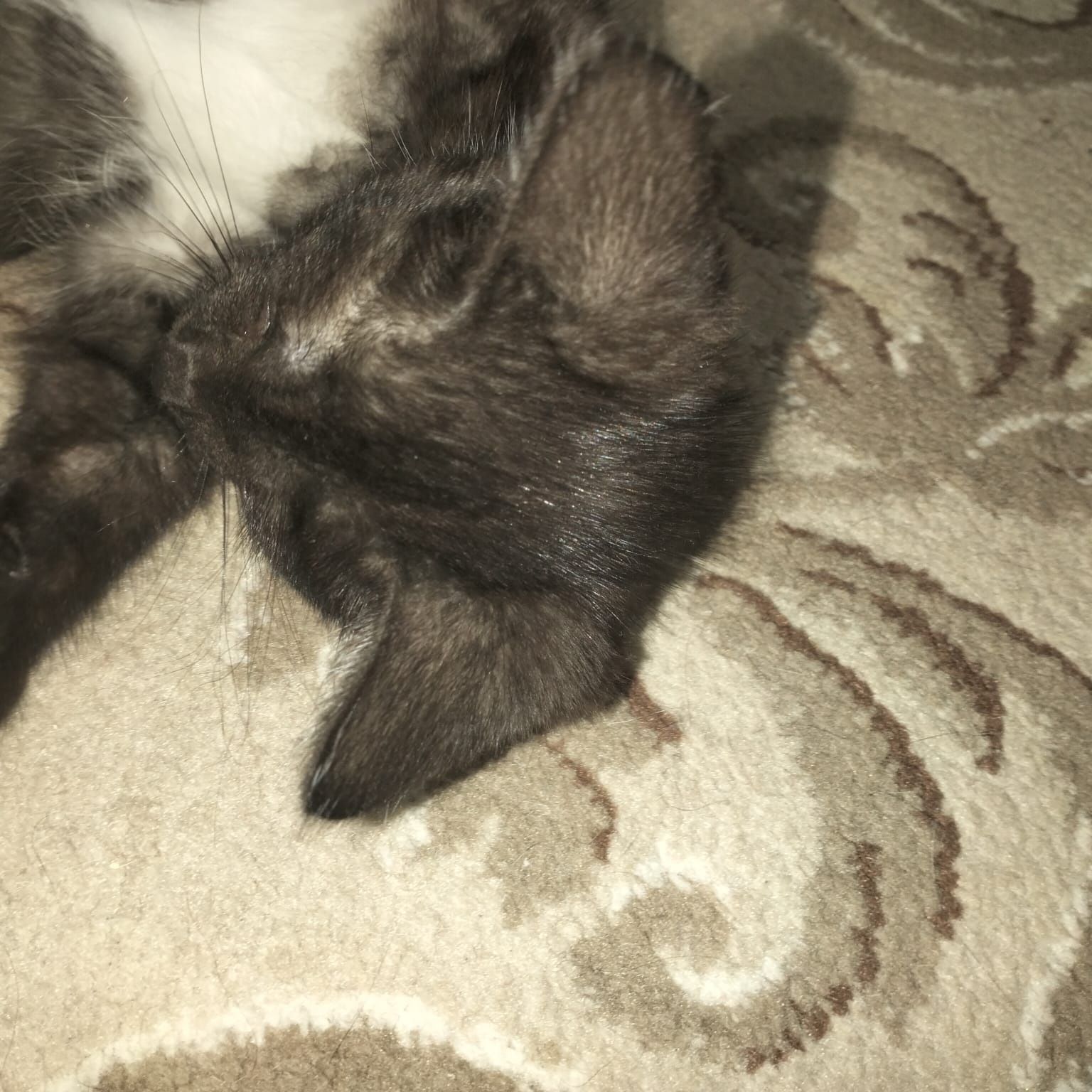 Отдам котенка девочку в хороший добрые руки