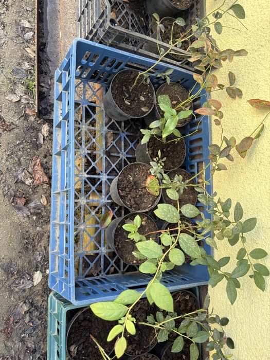 Vand plante de afini si aronie