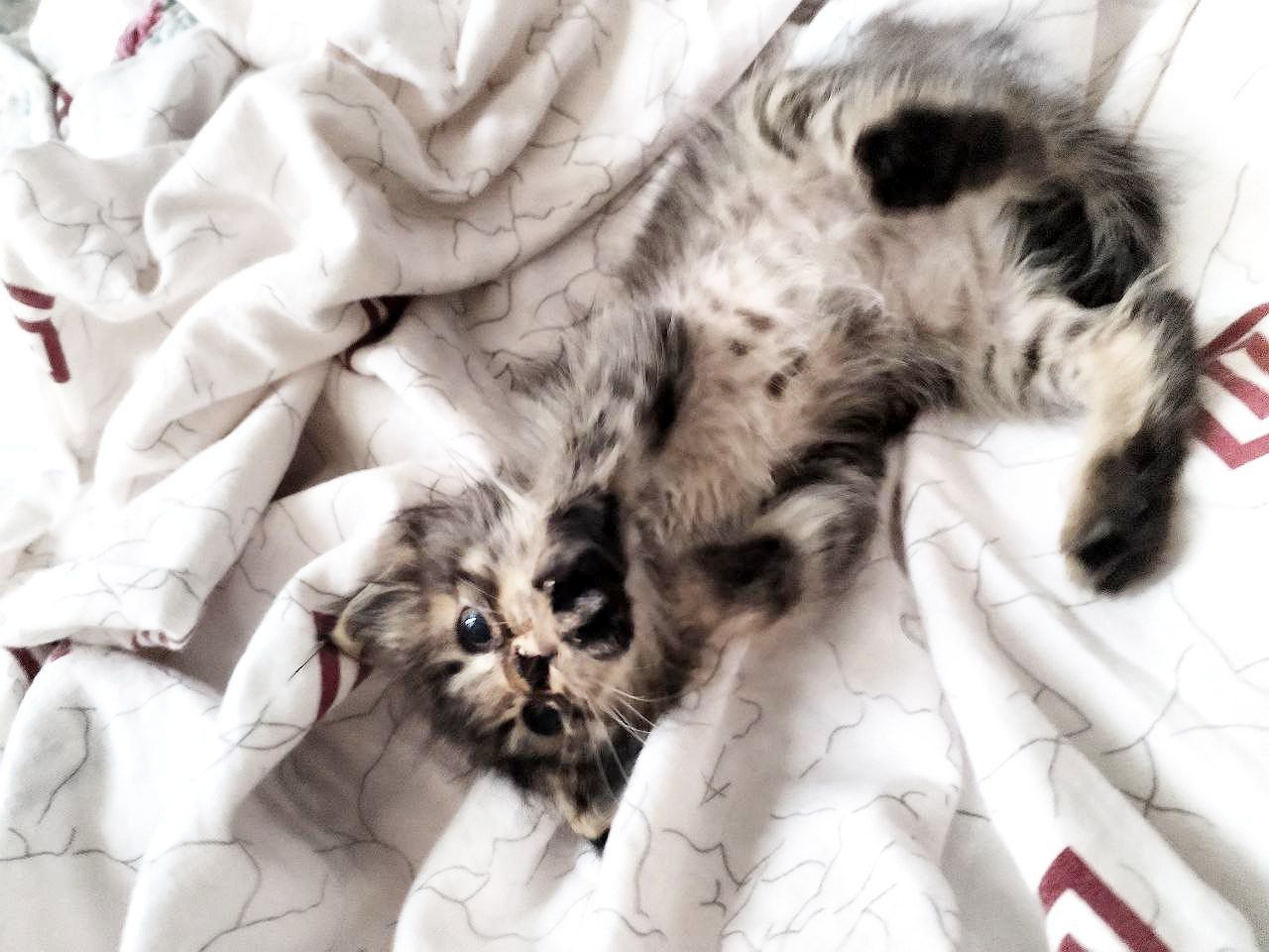 Котенок ищет семью