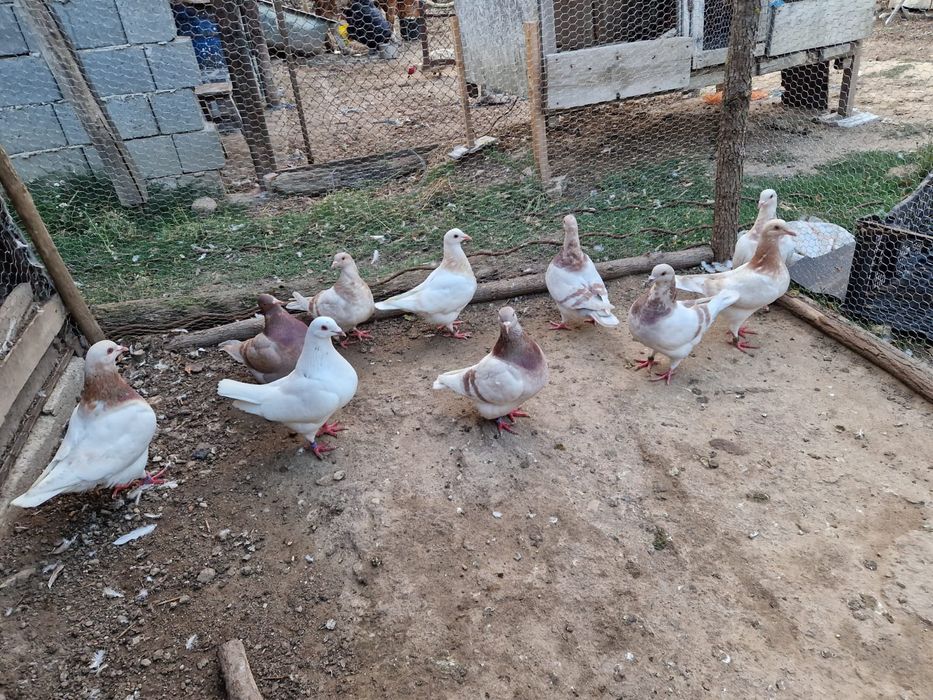 Porumbei texani maturi și pui