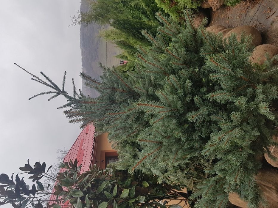 Tuia smarald 3m brazi arginti 2m