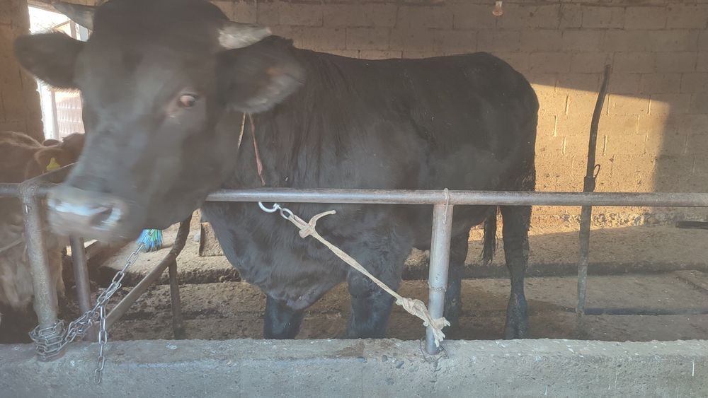 Продаю бычка породы Алатау