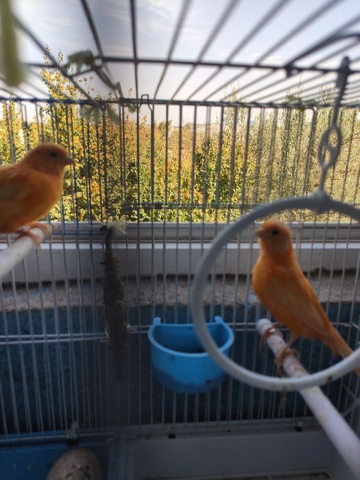 Moda kanareka sotiladi