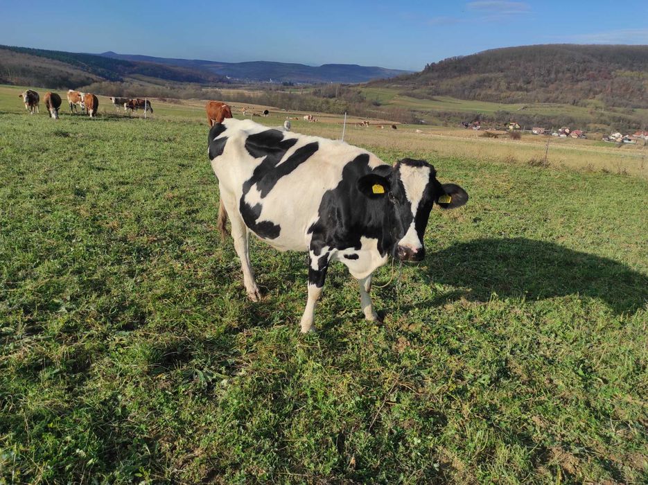 Vând 2 vaci cu lapte și 2 juninci gestante, înscrise în COP