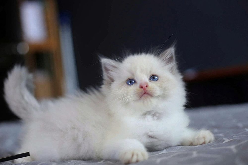 Regdoll,Регдолл,