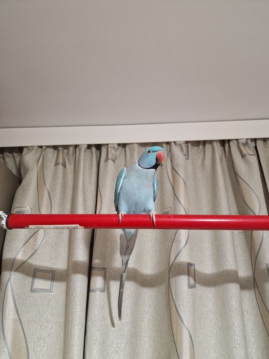 Papagal Micul Alexandru+Colivie