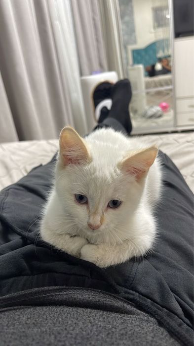 Отдам котенка в добрые руки