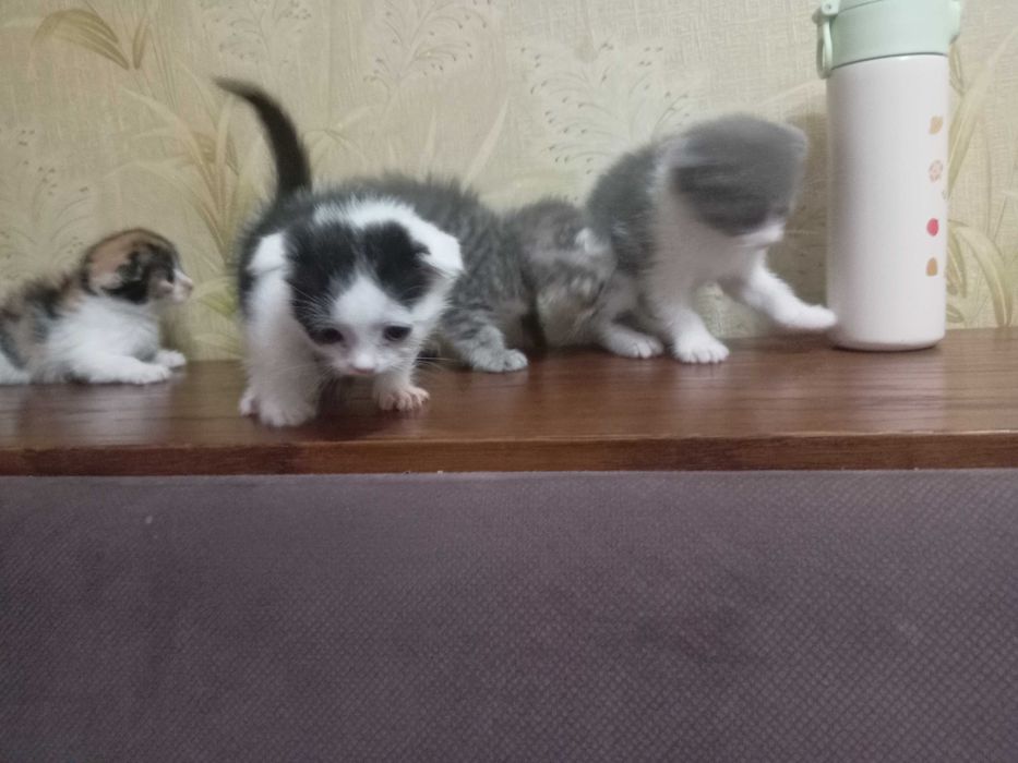 Scottish fold мушукчалар!