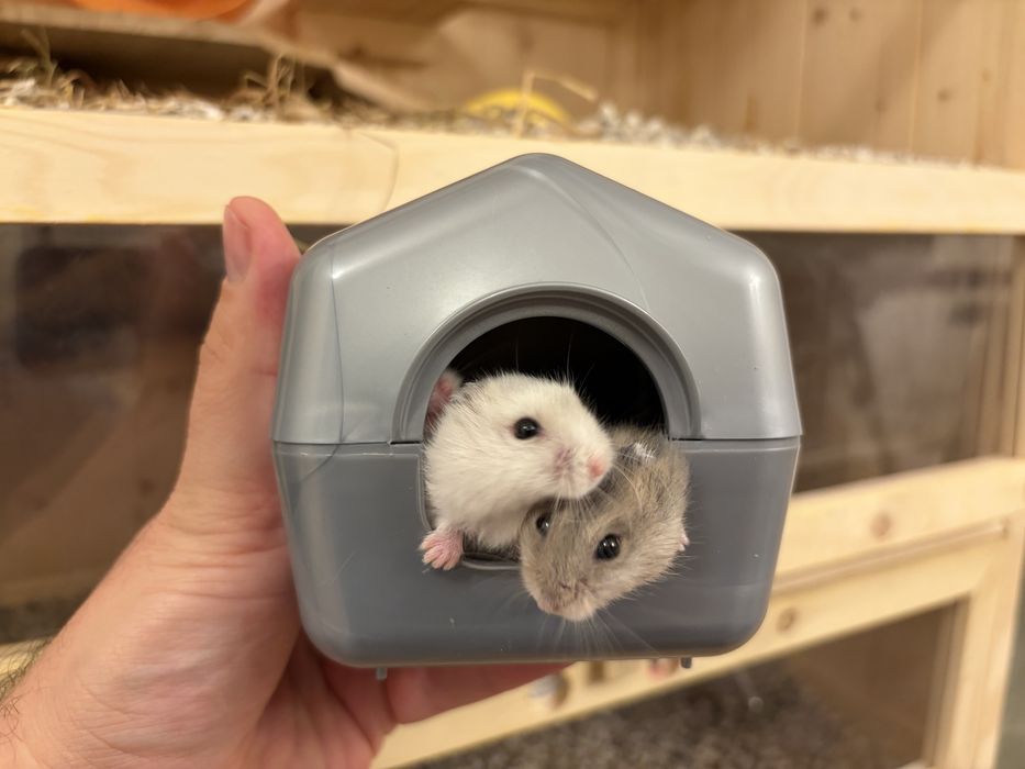 Donez hamsteri pitici siberian