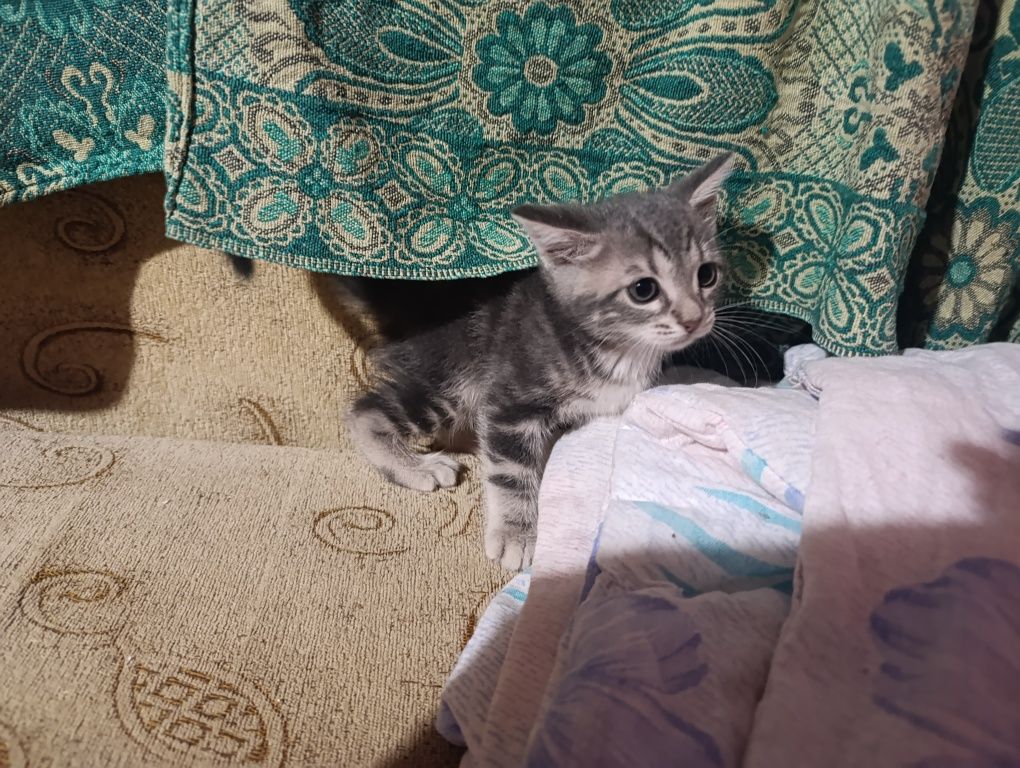 Подарявам котета
