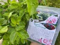 Ingrasamant plante ornamentale, trandafiri, hortensii, conifere -1kg