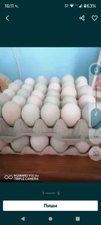 Яйца произход Турция размер  L.0,30 лв за бр.
