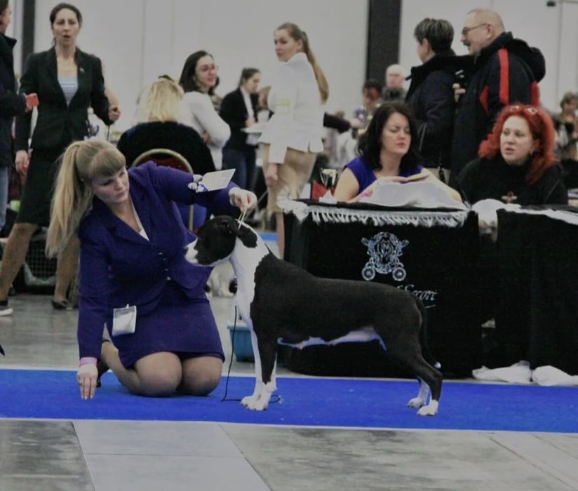 Элитный Пит буль полный пакет документов