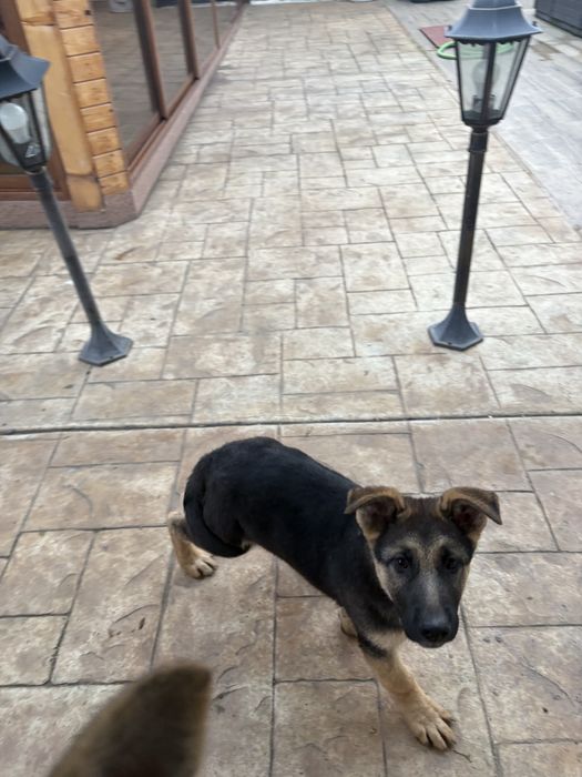 Немска увчарка куче