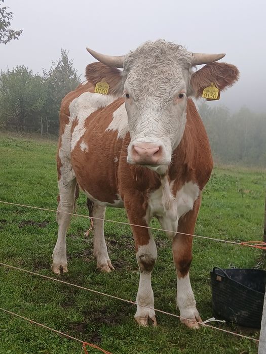 Vând juninca la prima fătare trebuie sa fete la 1  decembrie, blândă