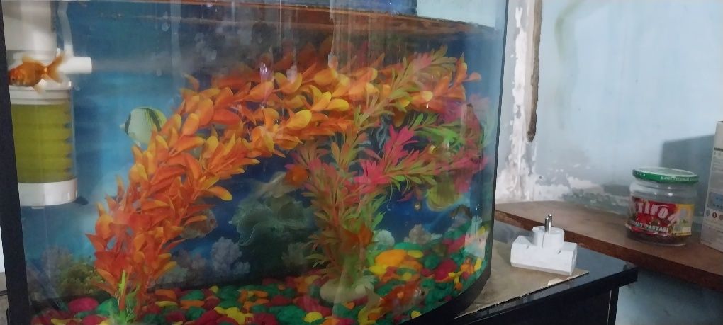 Akvarium baliqlari toshlari va suniy osimliklari bilan